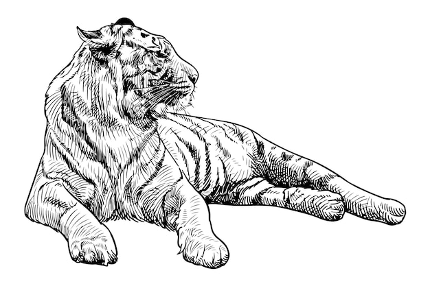 Vettore disegno disegnato a mano di una tigre sdraiata