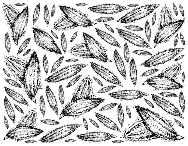 Vector hand drawn of dried cumin on white background