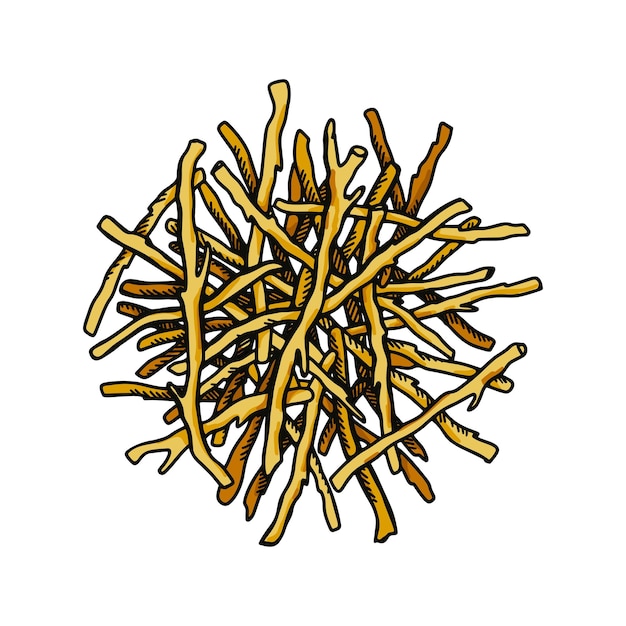 白い背景に分離された手描きの乾燥根 植物のベクトル図