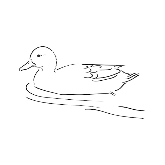 Vector hand drawn duck animal vector illustration  duck vector sketch on a white background