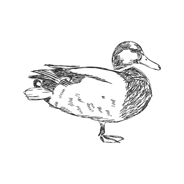 Hand drawn duck animal vector illustration Sketch isolated  duck vector sketch