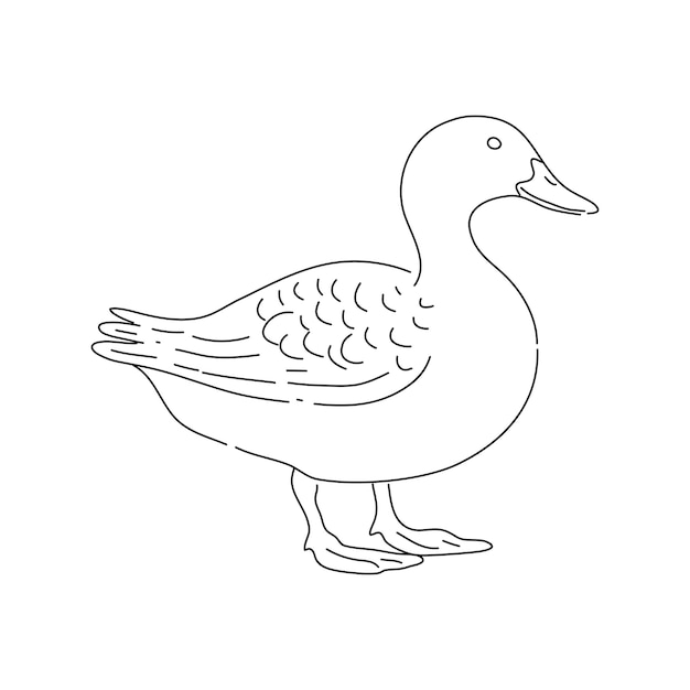 Vector hand drawn duck illustration vector