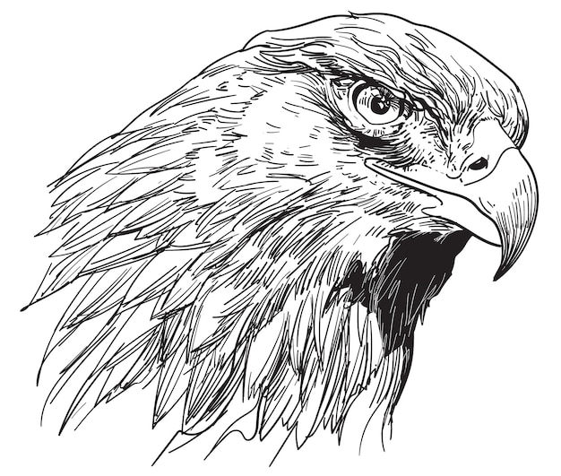 Vector hand drawn eagle head vector illustration