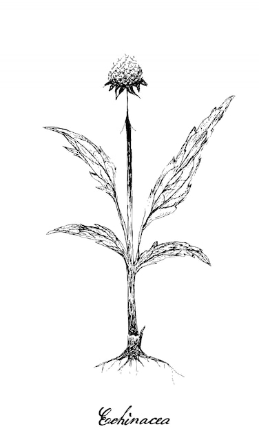Hand drawn of echinacea or coneflowers plant