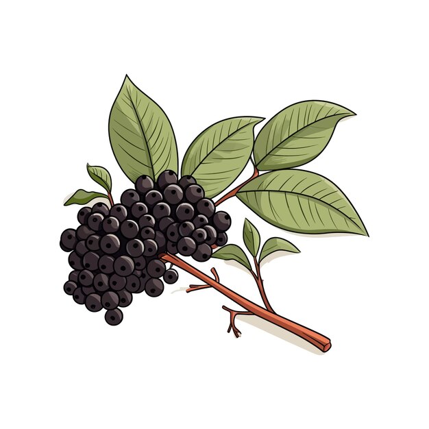 Hand drawn elderberry isolated white background