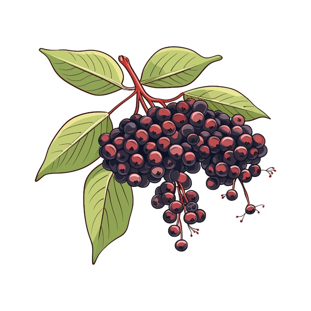 Hand drawn Elderberry isolated white background