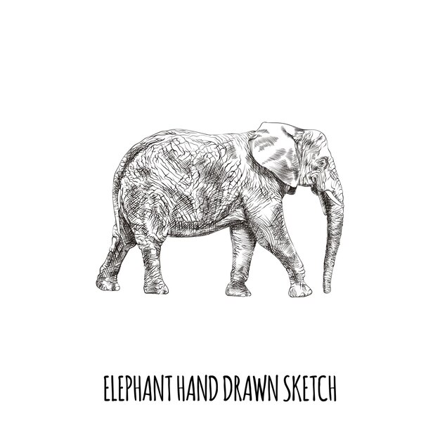 Vector hand drawn elephant animal sketch illustration design