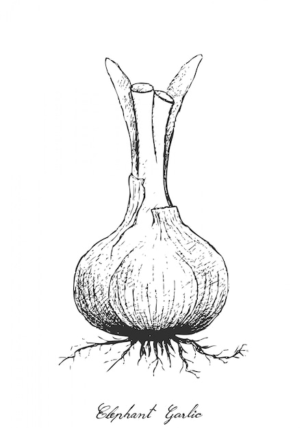 Vector hand drawn of elephant garlic on white background