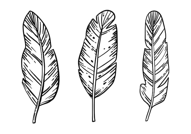 Hand drawn engraved feathers set