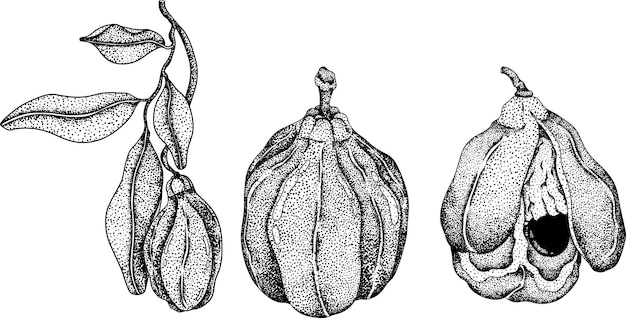 手描き刻されたスタイル Ackee Blighia sapida または achee 薬用植物 ベクトルイラスト