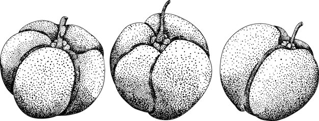 Hand drawn engraving red acerola berry barbados cherry Malpighia emarginata Illustration