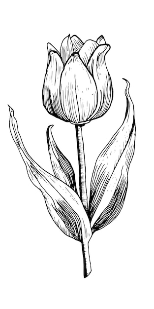 Vector hand drawn engraving sketch of a tulip flower