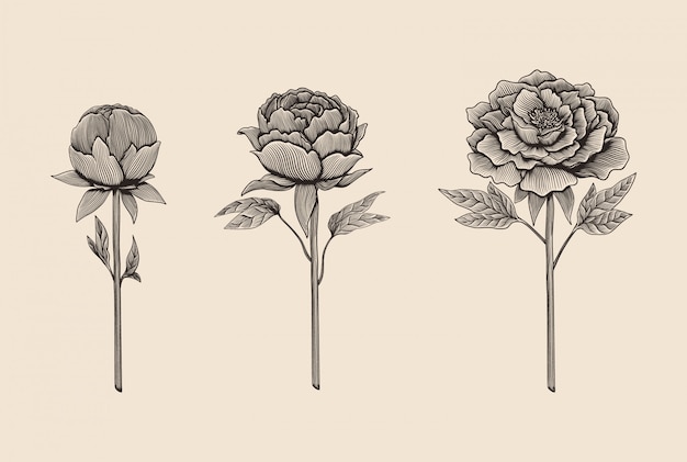 Hand drawn engraving style peony illustration set