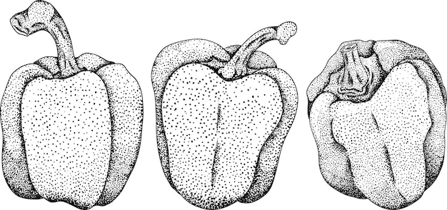 Hand drawn engraving vector illustration of different types of pepper Bell sweet peppers paprika