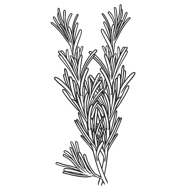 Vector hand drawn essential oil plants drawing of rosemary or rosmarinus officinalis isolated on white background