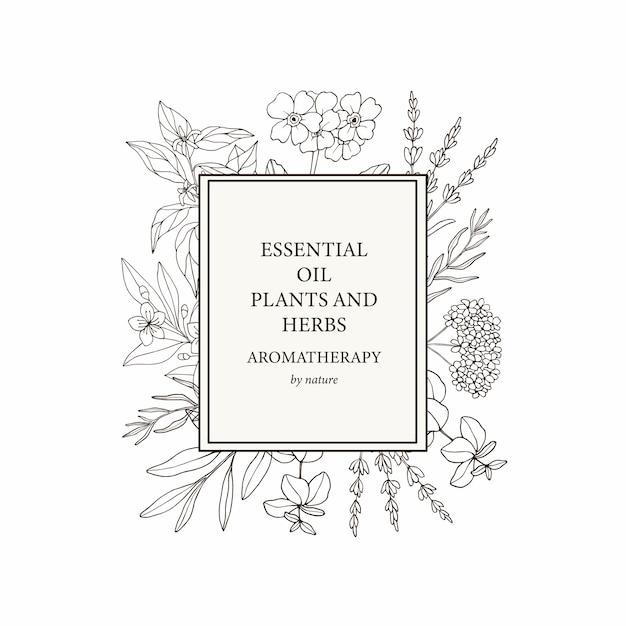 ベクトル 手描きのエッセンシャルオイル植物フレーム