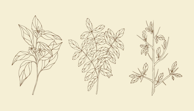 Vector hand drawn essential oil plants