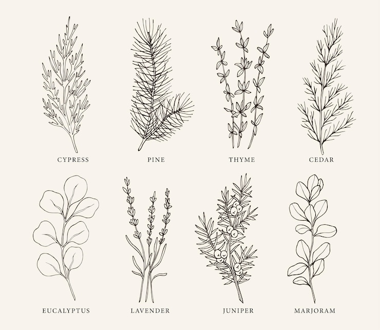 Vector hand drawn essential oil plants