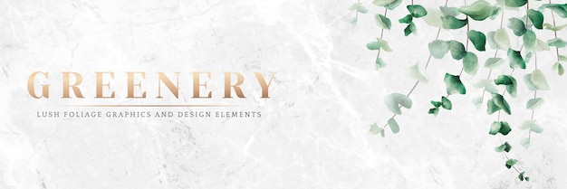 Hand drawn eucalyptus leaf on white marble background banner