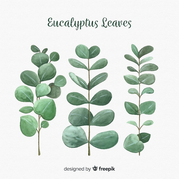 Vector hand drawn eucalyptus leaves background