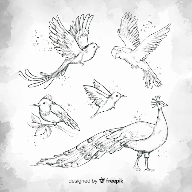 Hand drawn exotic bird collection