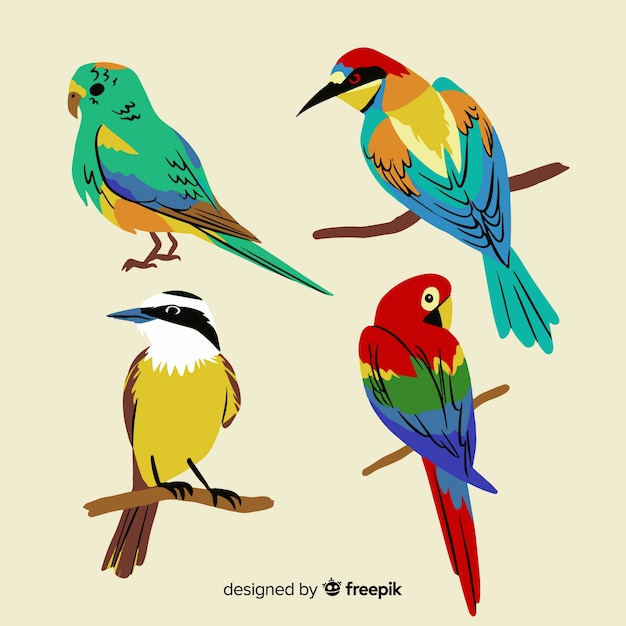 Vector hand drawn exotic birds collection