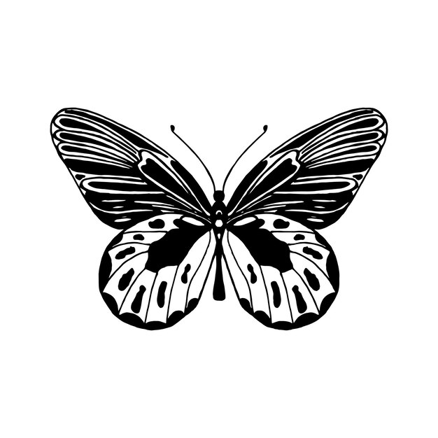 Hand drawn exotic butterfly