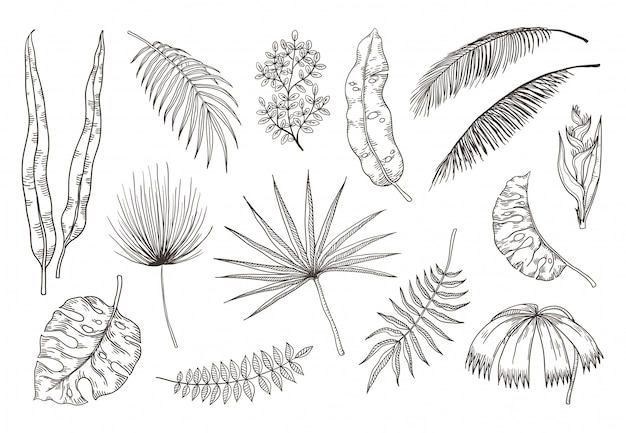 手描きのエキゾチックな葉。熱帯植物、自然の花の描画、モンステラとバナナのヤシの葉。トロピカルセットイラストココヤシの木の植物スケッチ葉デザイン