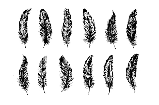 Hand drawn feather on white background