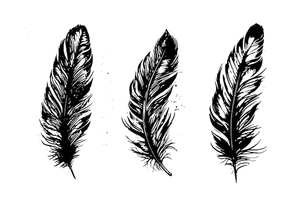 Hand drawn feather on white background