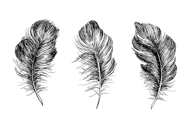 Hand drawn feather on white background.