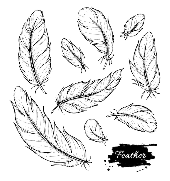 Vector hand drawn feather.