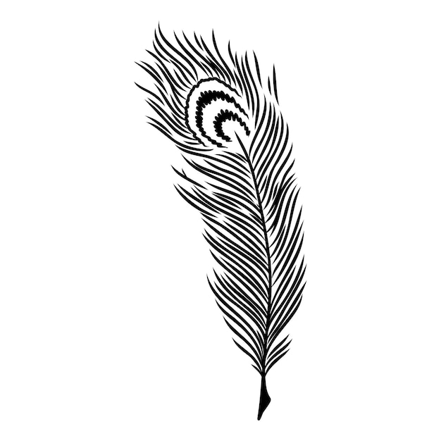 Hand drawn feathers on white background decorative feather vector