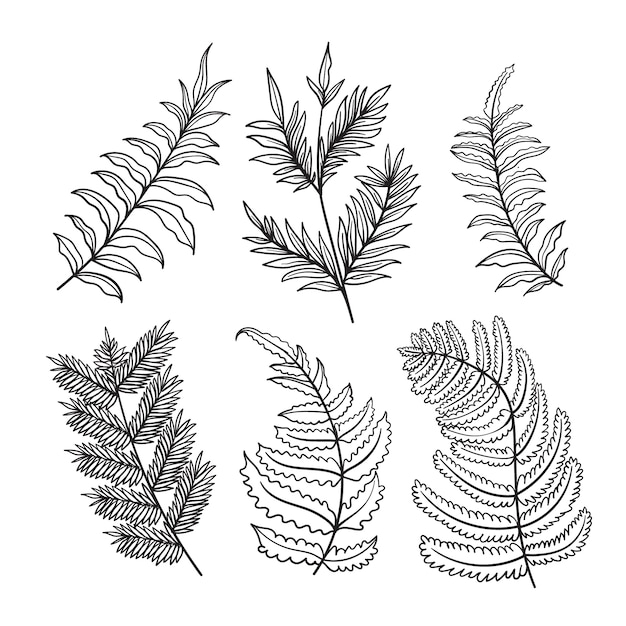 Hand drawn fern drawing illustration