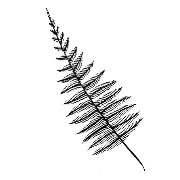 Hand drawn fern stalk