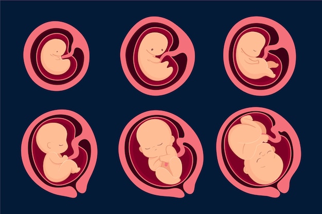 Vector hand drawn fetal development collection