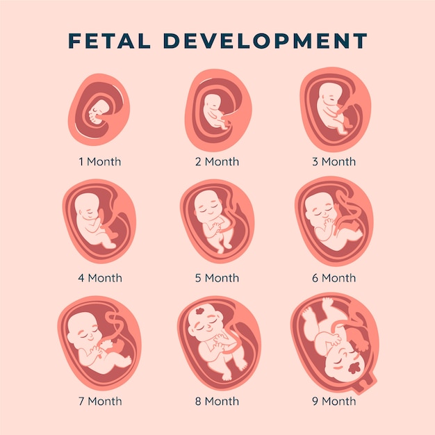 Vector hand drawn fetal development pack