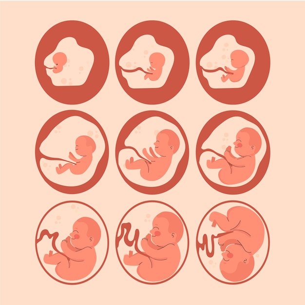 Vector hand drawn fetal development set
