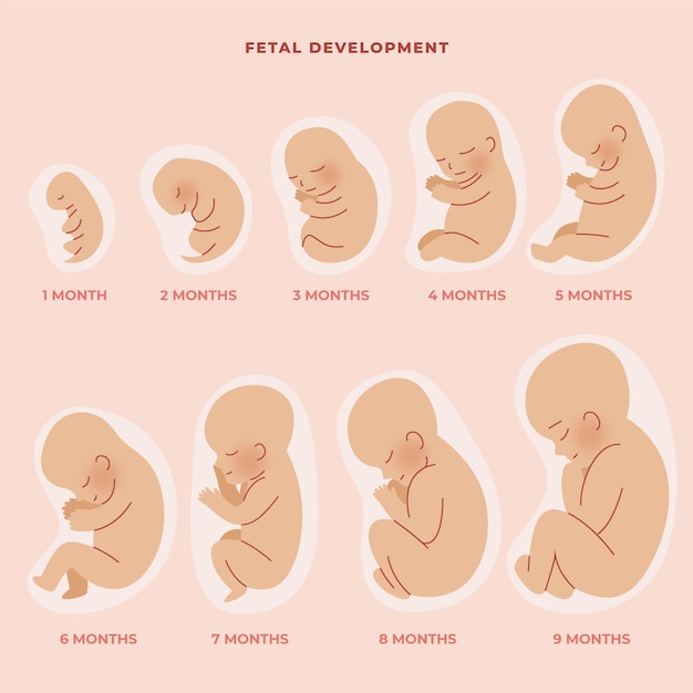 Hand drawn fetal development set