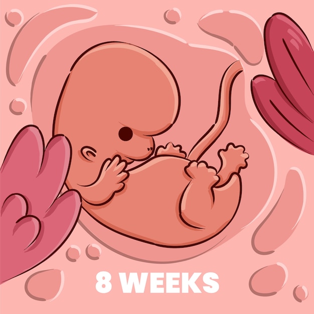 Vector hand drawn fetus illustration