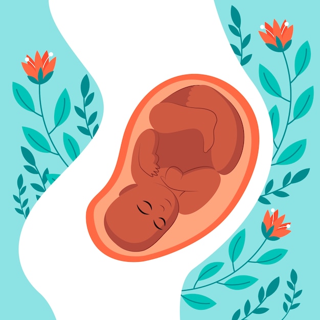 Vector hand drawn fetus illustration