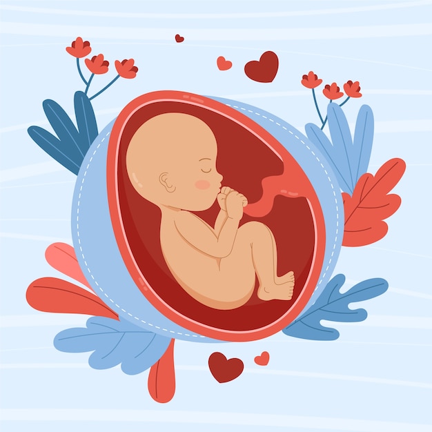 Vector hand drawn fetus illustration