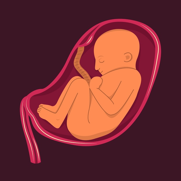 Vector hand drawn fetus illustration