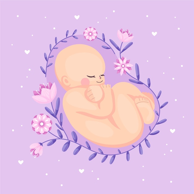 hand drawn fetus illustration
