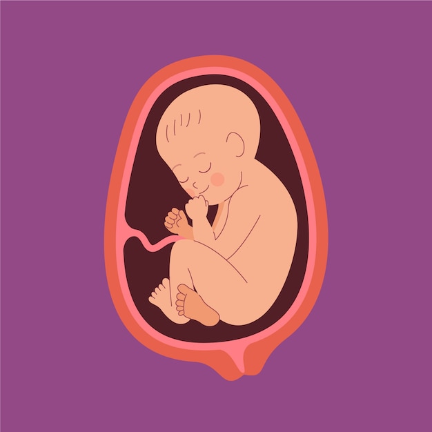 Hand drawn fetus illustration