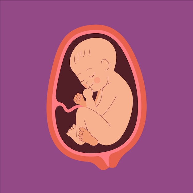 Vector hand drawn fetus illustration