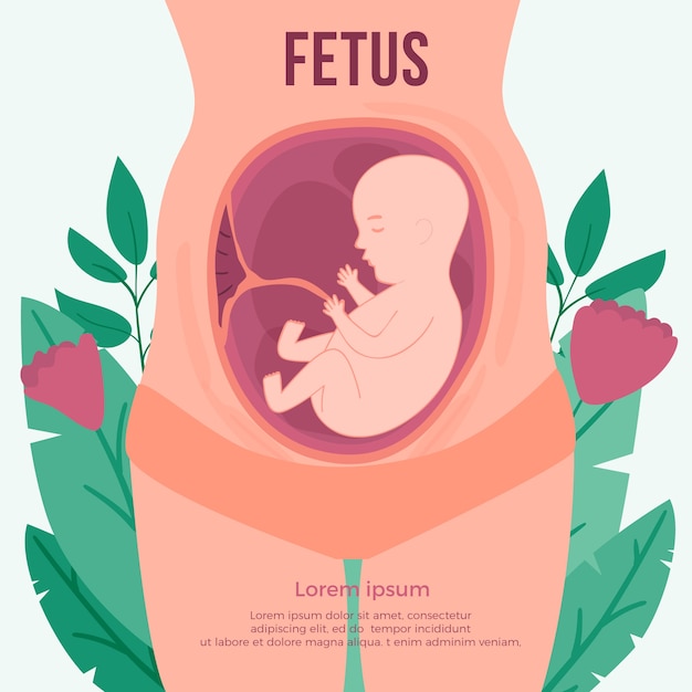 Hand drawn fetus illustration