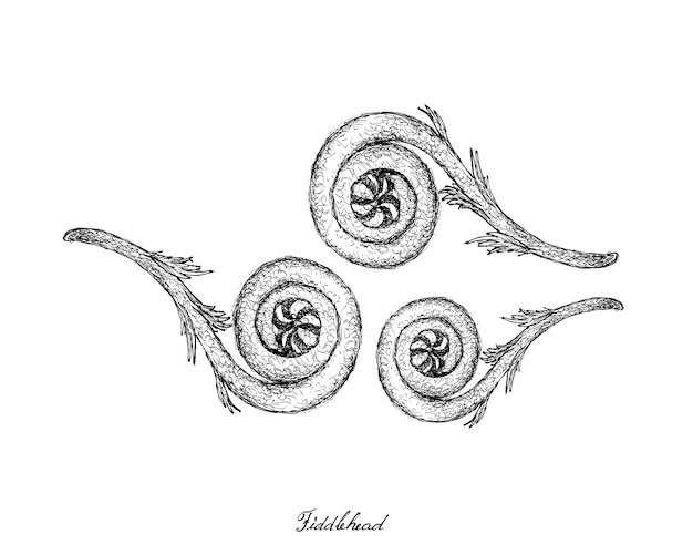 Vector hand drawn of fiddlehead on white background