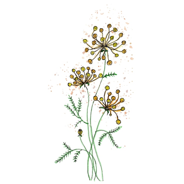 Hand drawn field flower isolated on white background watercolor liner and paint splatter