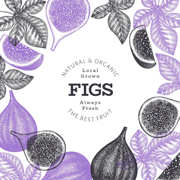 Hand drawn fig fruits design template. organic fresh food vector illustration. retro fig fruit banner.
